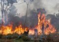 Se reactivaron focos de incendios forestales en Corrientes