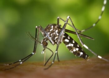 Brote de dengue en el AMBA: aseguran que podrían circular hasta abril