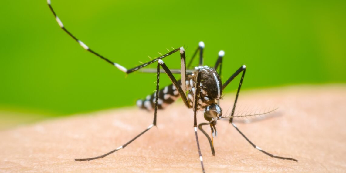 Epidemia dengue: cómo actuar cuando tenemos la enfermedad y qué son las plaquetas