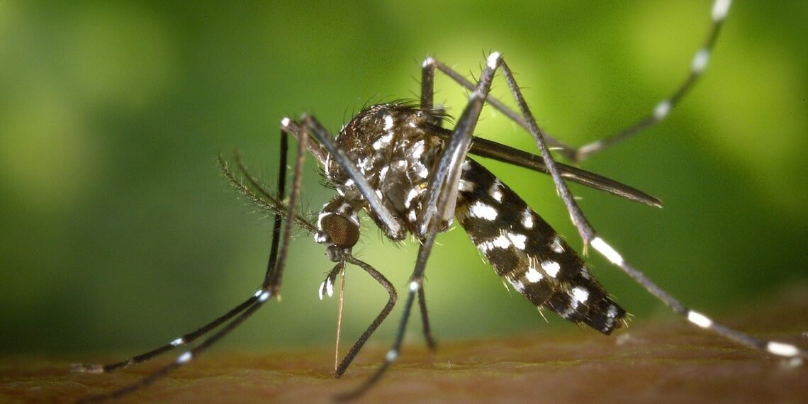Epidemia dengue en Argentina: más de 15 mil casos y va rumbo a superar el récord del año pasado
