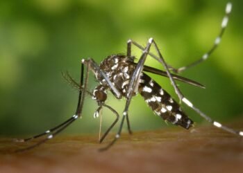 Epidemia dengue en Argentina: más de 15 mil casos y va rumbo a superar el récord del año pasado