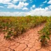 Advierten que las lluvias no aliviaron la sequía que atraviesa el campo