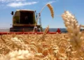 Balance positivo deja la campaña de trigo, que aportaría casi u$s3.000 millones a la economía