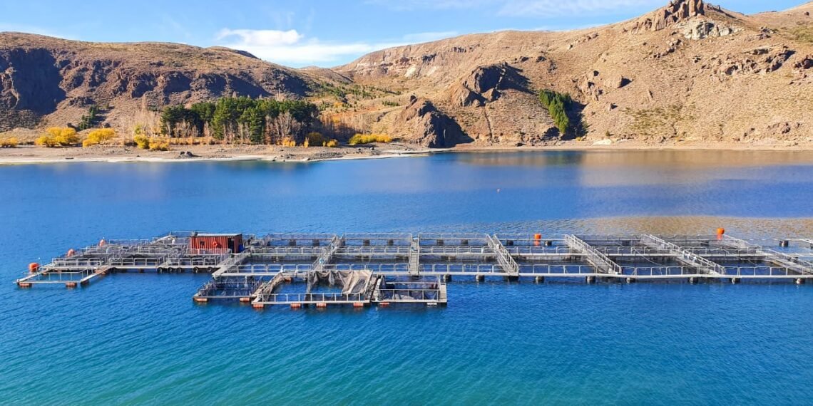 Newsan anunció que exportará mejillones, la primera vez made in Argentina