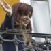 Control de visitas: Abogados de CFK hablan de “Gran Hermano”.