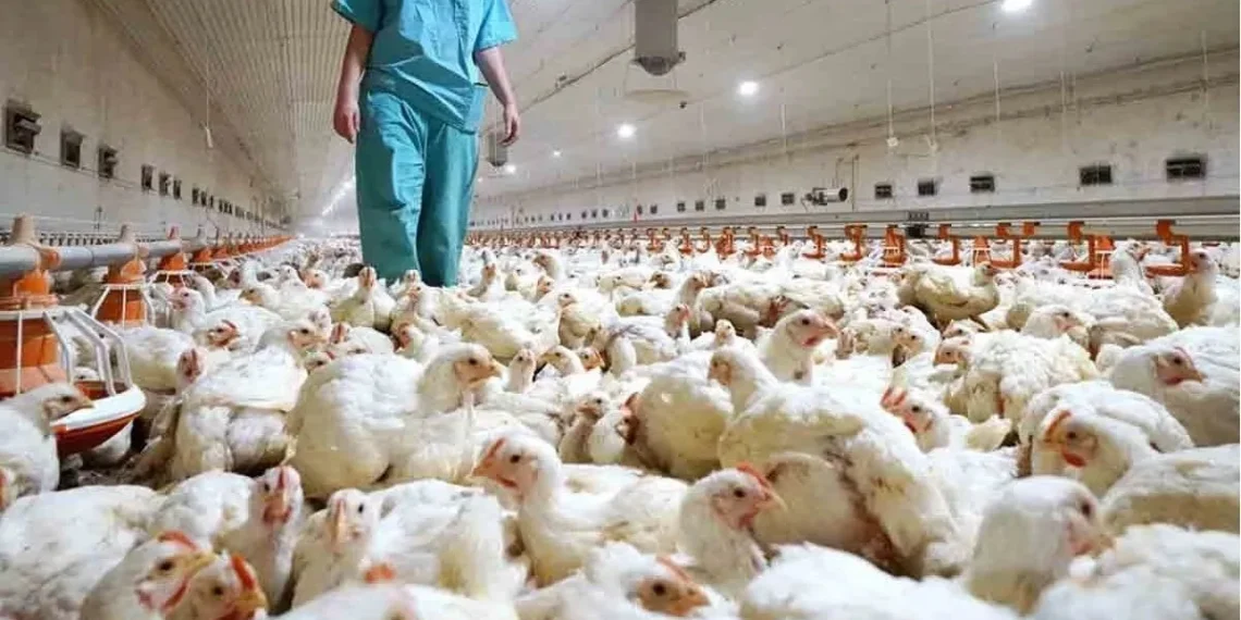 Gobierno suspende envíos de productos avícolas por brote.