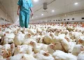 Gobierno suspende envíos de productos avícolas por brote.