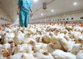 Gobierno suspende envíos de productos avícolas por brote.