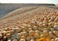 Soja argentina: Más ventas por tensión China-EE. UU., posible récord.