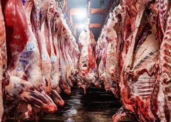 Mercado de carne: Argentina, un actor clave en la escasez.