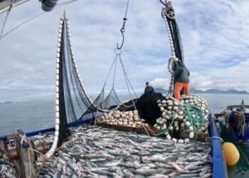 Actualizan plan de pagos para multas de pesca