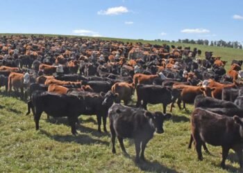 Polémica rural: quieren gravar los gases de vacas.