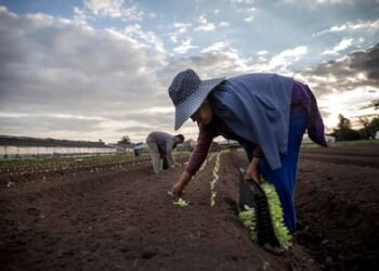 El Futuro del Plan Volver al Trabajo: Fin Programado para Abril de 2026