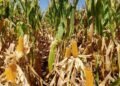 La Producción Agrícola en Argentina: Desafíos y Oportunidades