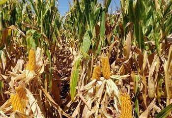La Producción Agrícola en Argentina: Desafíos y Oportunidades