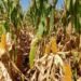 La Producción Agrícola en Argentina: Desafíos y Oportunidades