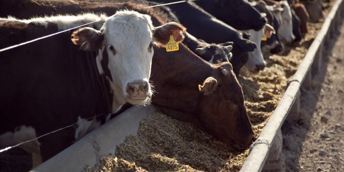 El Renacer de la Carne Vacuna en la Era del Fitness Global