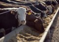 El Renacer de la Carne Vacuna en la Era del Fitness Global