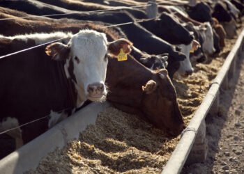 El Renacer de la Carne Vacuna en la Era del Fitness Global