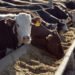 El Renacer de la Carne Vacuna en la Era del Fitness Global
