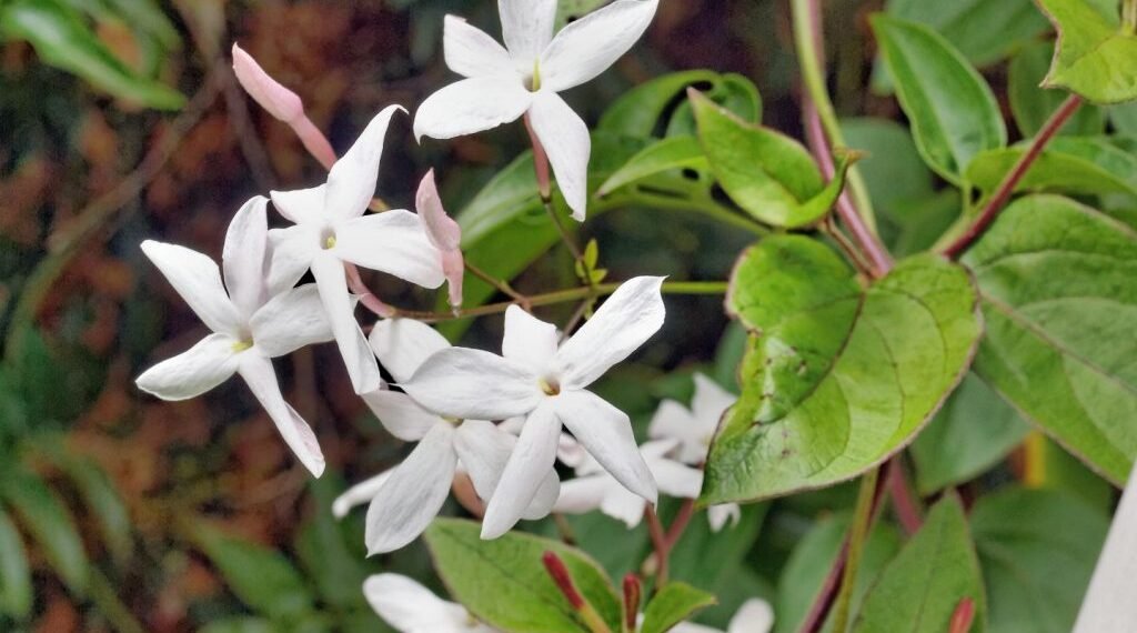 Tres especies ideales para sembrar en agosto y perfumar el jardín en primavera