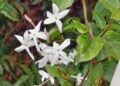 Tres especies ideales para sembrar en agosto y perfumar el jardín en primavera