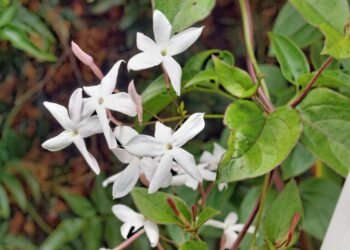 Tres especies ideales para sembrar en agosto y perfumar el jardín en primavera