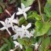 Tres especies ideales para sembrar en agosto y perfumar el jardín en primavera