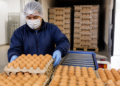 Una firma impulsa la exportación de huevos a Japón, Rusia y Europa tras un acuerdo estratégico