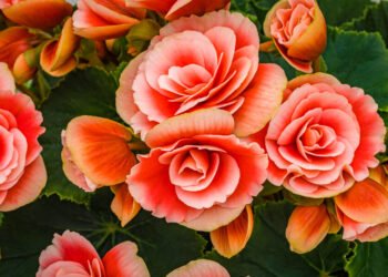 Consejos de expertos para lograr que las begonias florezcan durante todo el año