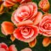 Consejos de expertos para lograr que las begonias florezcan durante todo el año