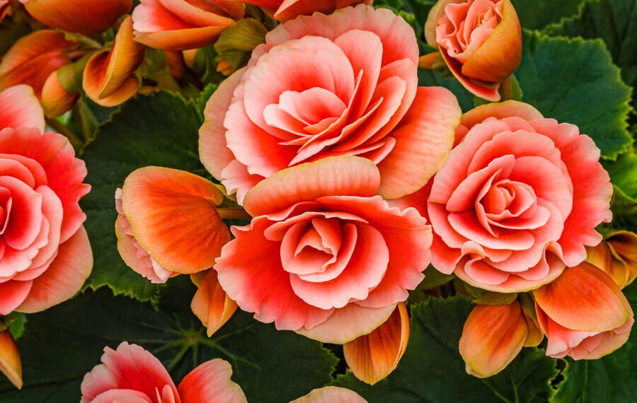 Consejos de expertos para lograr que las begonias florezcan durante todo el año