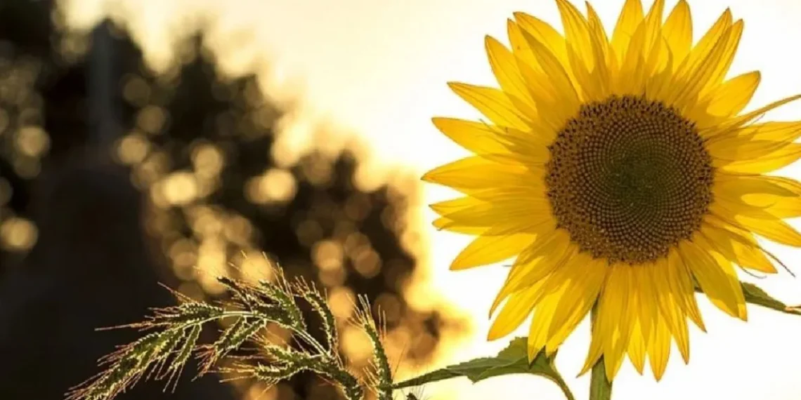 La semilla de girasol envuelta en papel aluminio: significado y recomendaciones