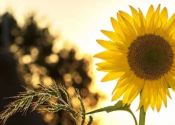 La semilla de girasol envuelta en papel aluminio: significado y recomendaciones