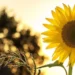 La semilla de girasol envuelta en papel aluminio: significado y recomendaciones