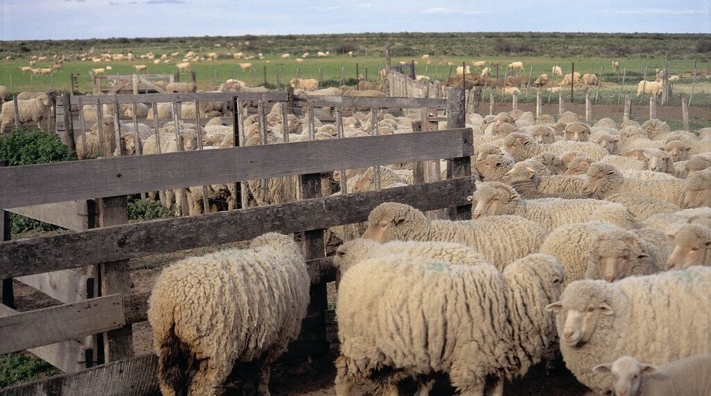 Crisis ovina en Chubut: productores reclaman medidas por el avance de guanacos y depredadores