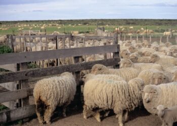 Crisis ovina en Chubut: productores reclaman medidas por el avance de guanacos y depredadores