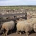 Crisis ovina en Chubut: productores reclaman medidas por el avance de guanacos y depredadores
