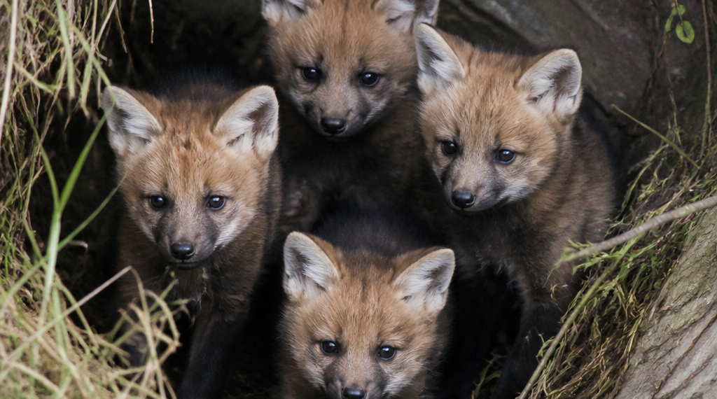 Cuatro cachorros de aguará guazú nacen en el Parque Nacional Ansenuza en Córdoba