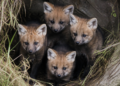 Cuatro cachorros de aguará guazú nacen en el Parque Nacional Ansenuza en Córdoba
