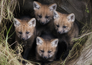 Cuatro cachorros de aguará guazú nacen en el Parque Nacional Ansenuza en Córdoba