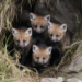 Cuatro cachorros de aguará guazú nacen en el Parque Nacional Ansenuza en Córdoba