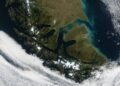 La historia de los castores en Tierra del Fuego y el desafío de restaurar los bosques