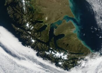 La historia de los castores en Tierra del Fuego y el desafío de restaurar los bosques