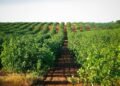 Pistacho en Argentina: ya hay más de 9.000 hectáreas cultivadas y crece el interés por el negocio