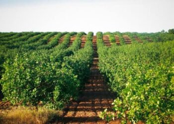 Pistacho en Argentina: ya hay más de 9.000 hectáreas cultivadas y crece el interés por el negocio