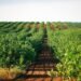 Pistacho en Argentina: ya hay más de 9.000 hectáreas cultivadas y crece el interés por el negocio