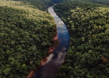 Mercados de carbono: qué propone la ley aprobada por el Senado y cuáles son sus riesgos ambientales