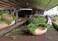 El INYM destinará $18 millones para impulsar las exportaciones de yerba mate argentina