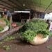 El INYM destinará $18 millones para impulsar las exportaciones de yerba mate argentina